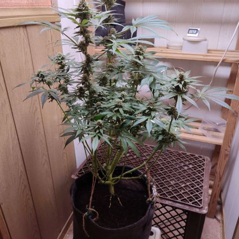Clarisse (ST1) growlog timeline photo