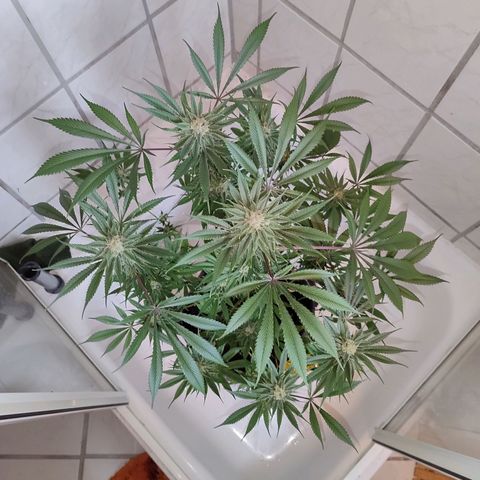 Holly (SP) growlog timeline photo