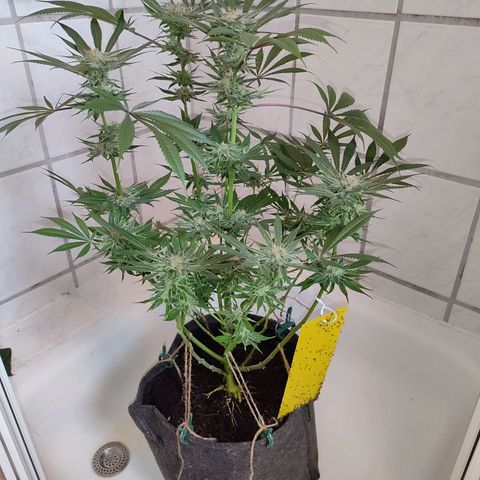 Holly (SP) growlog timeline photo