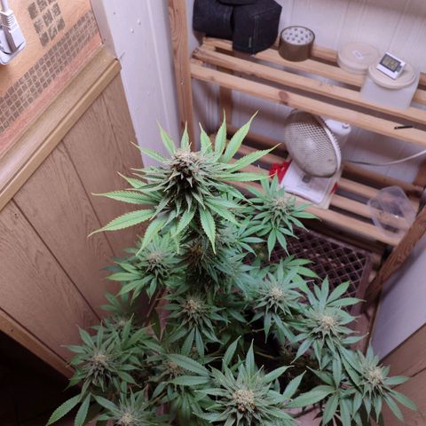 Alice (ST2) growlog timeline photo