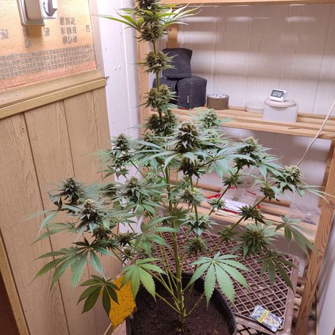 Alice (ST2) growlog timeline photo