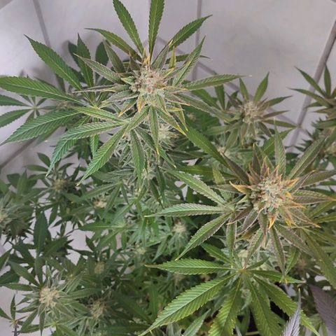 Clarisse (ST1) growlog timeline photo