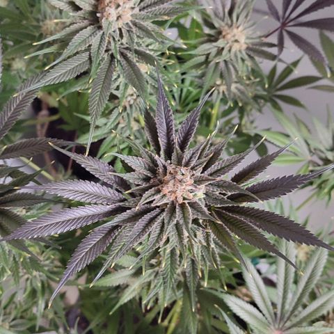 Holly (SP) growlog timeline photo
