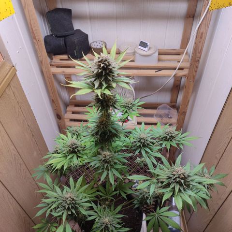 Alice (ST2) growlog timeline photo