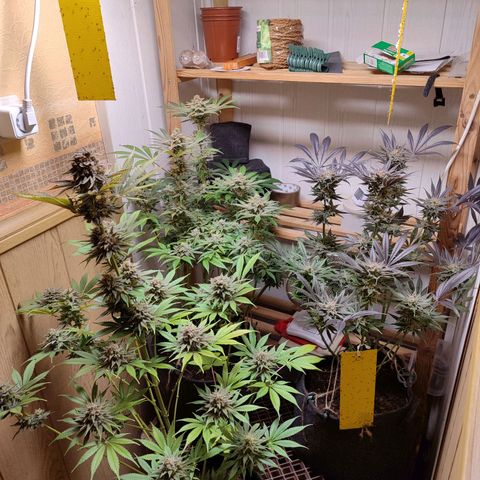 Clarisse (ST1) growlog photo: Nach über 24h Dunkelheit der letzte lebende Moment 🥲