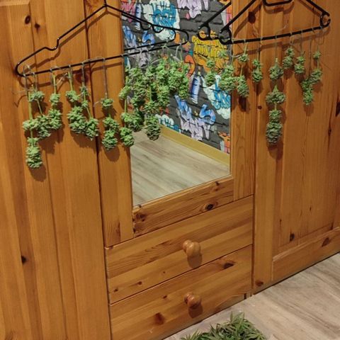 Alice (ST2) growlog timeline photo