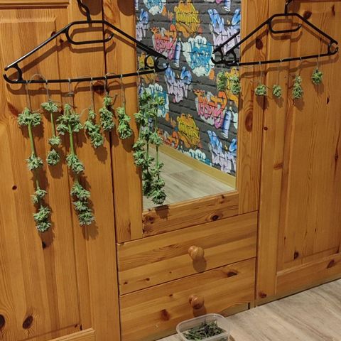 Holly (SP) growlog timeline photo