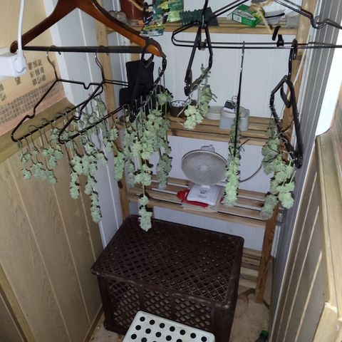 Clarisse (ST1) growlog photo: Tag 2 Trocknungsprozess.
Luftfeuchtigkeit vor dem Lüften bei 62%, danach bei 54%
Temperatur konstant bei 20-21°C