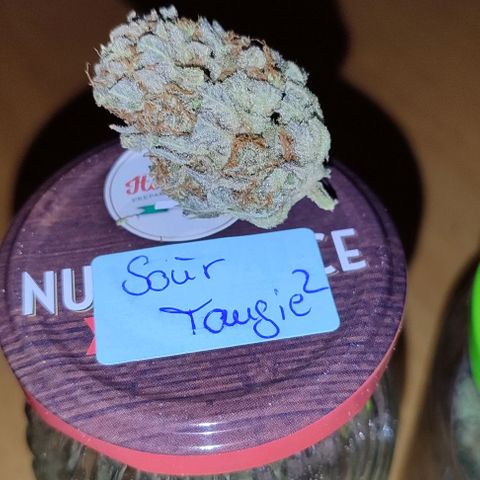 Alice (ST2) growlog timeline photo