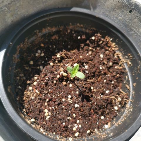 Jamaican Pearl growlog timeline photo