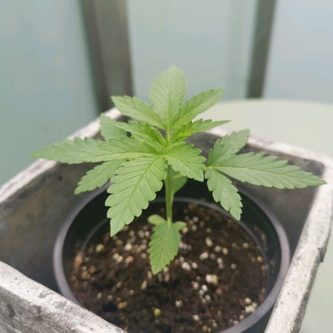 Jamaican Pearl growlog timeline photo