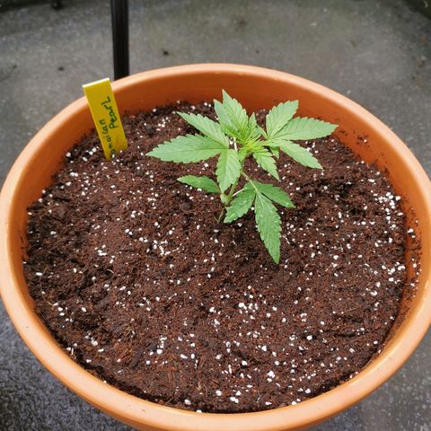 Jamaican Pearl growlog timeline photo