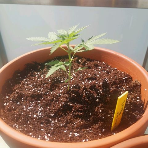 Jamaican Pearl growlog timeline photo
