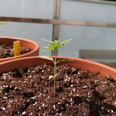 Bubblegum XL growlog timeline photo