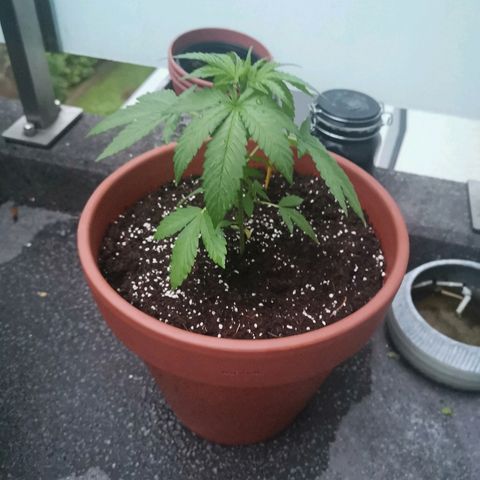 Jamaican Pearl growlog timeline photo