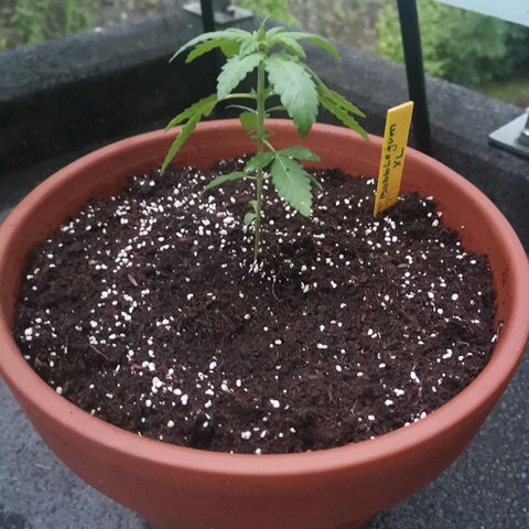 Bubblegum XL growlog timeline photo