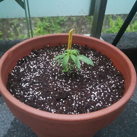 Royal Dwarf growlog timeline photo