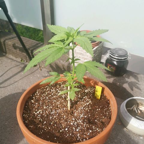 Bubblegum XL growlog timeline photo