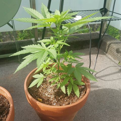 Jamaican Pearl growlog timeline photo