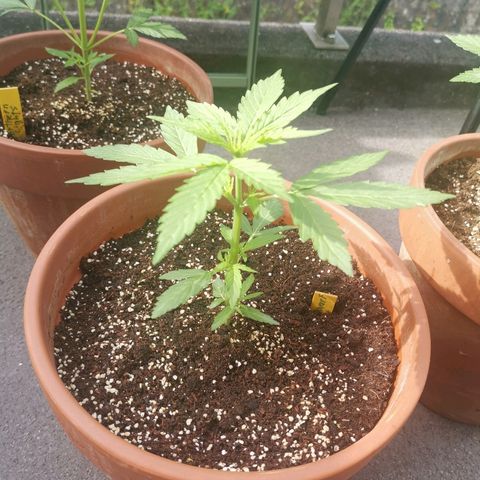 Royal Dwarf growlog timeline photo