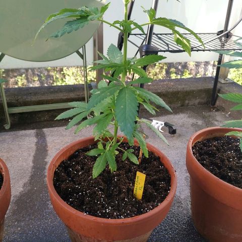 Bubblegum XL growlog timeline photo