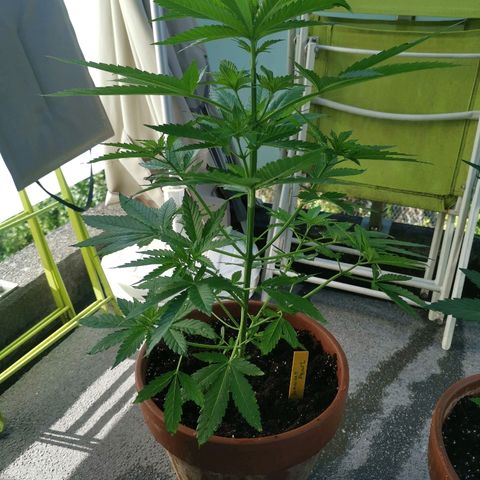 Jamaican Pearl growlog timeline photo