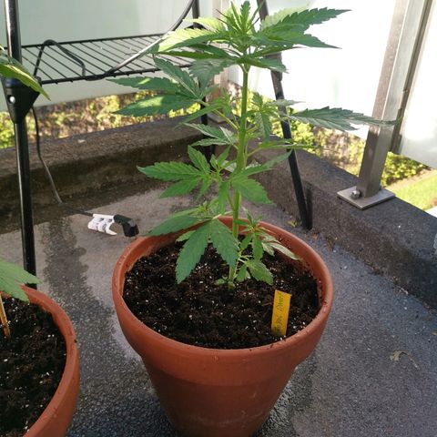 Royal Dwarf growlog timeline photo