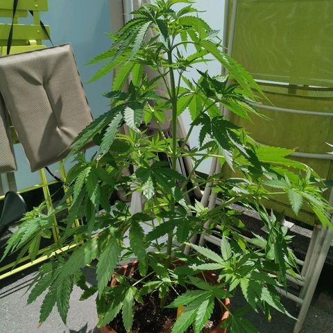Jamaican Pearl growlog timeline photo