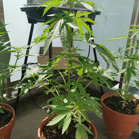 Bubblegum XL growlog timeline photo