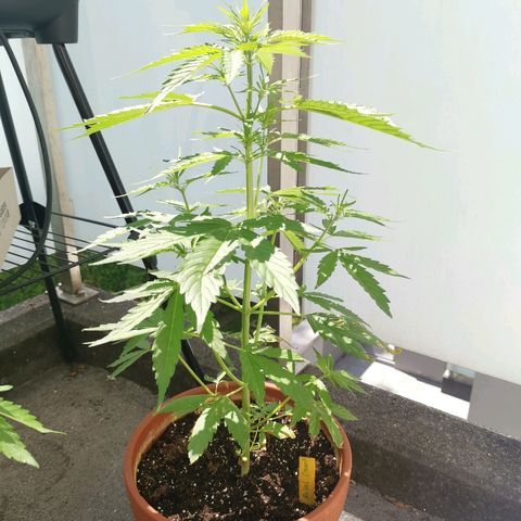 Royal Dwarf growlog timeline photo