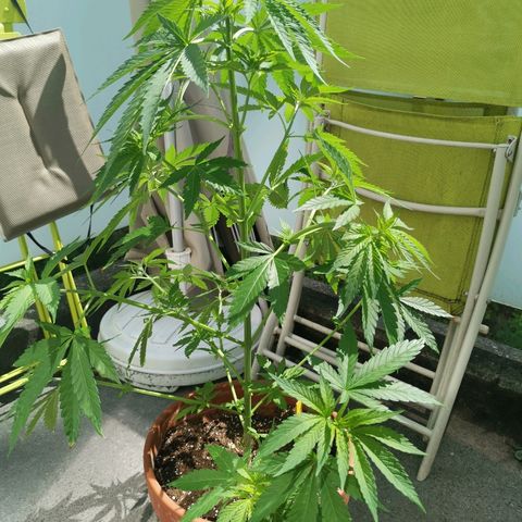 Jamaican Pearl growlog timeline photo