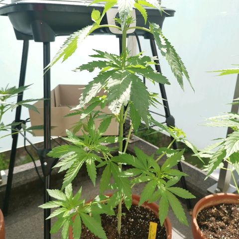 Bubblegum XL growlog timeline photo
