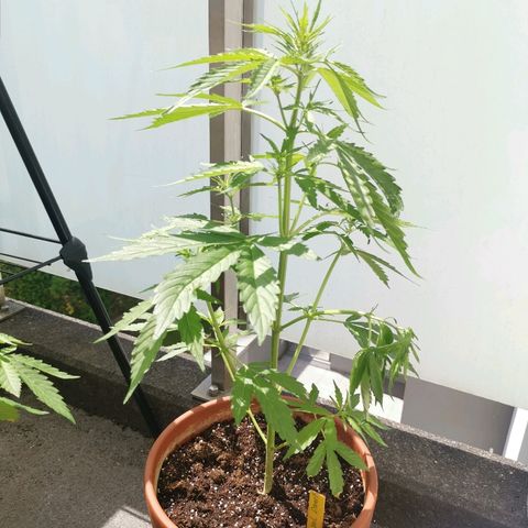 Royal Dwarf growlog timeline photo