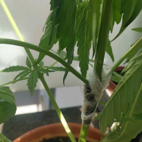 Royal Dwarf growlog timeline photo