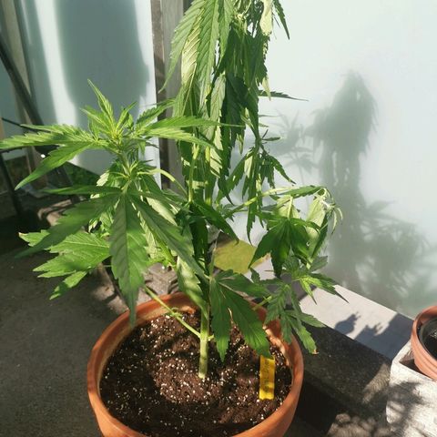 Royal Dwarf growlog timeline photo