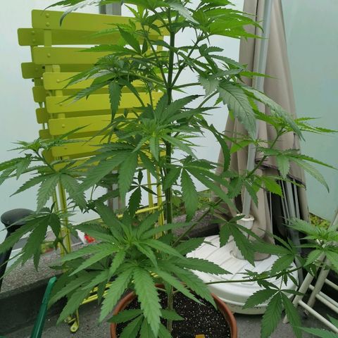 Bubblegum XL growlog timeline photo