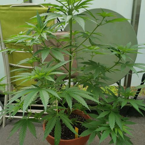 Jamaican Pearl growlog timeline photo