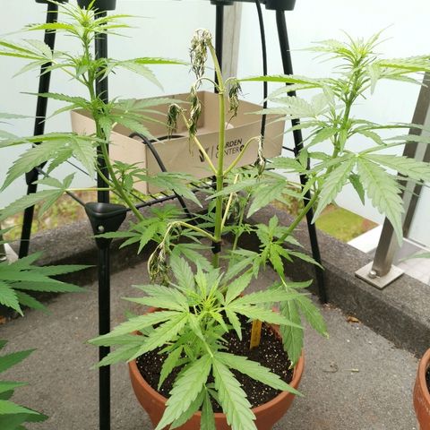Royal Dwarf growlog timeline photo