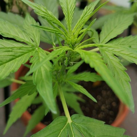 Royal Dwarf growlog timeline photo