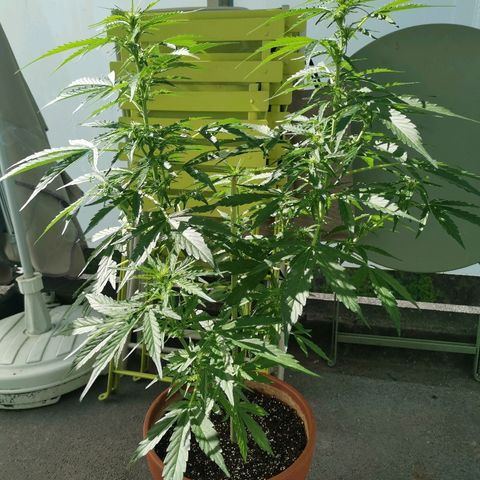 Royal Dwarf growlog timeline photo
