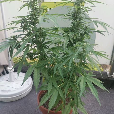 Royal Dwarf growlog timeline photo
