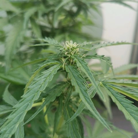 Royal Dwarf growlog timeline photo