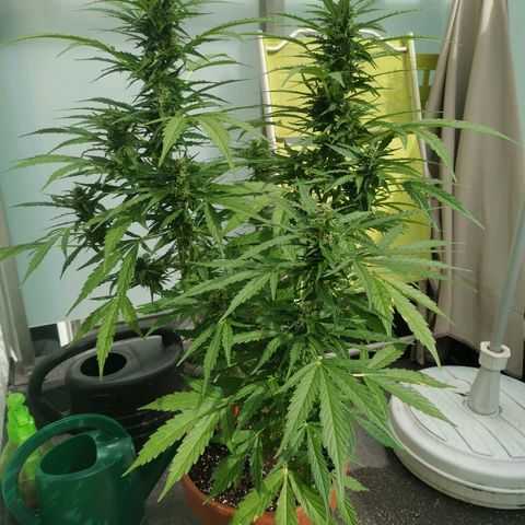 Royal Dwarf growlog timeline photo