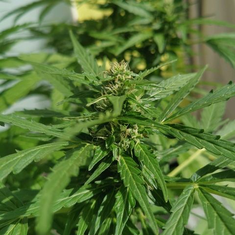 Royal Dwarf growlog timeline photo