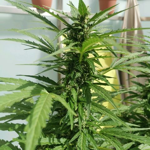 Royal Dwarf growlog timeline photo