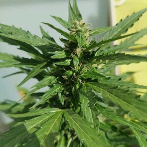 Royal Dwarf growlog timeline photo
