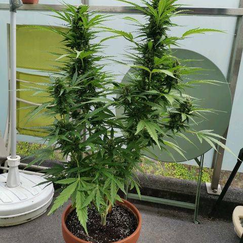 Royal Dwarf growlog timeline photo