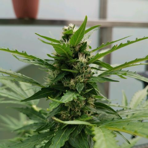 Royal Dwarf growlog timeline photo