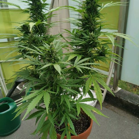 Royal Dwarf growlog timeline photo