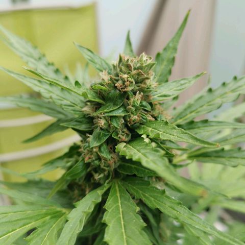 Royal Dwarf growlog timeline photo